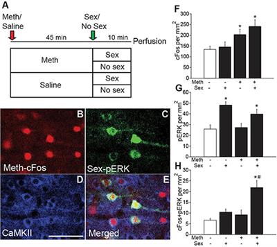 Enhancement of Drug Seeking Following Drug Taking in a Sexual Context Requires Anterior Cingulate Cortex Activity in Male Rats